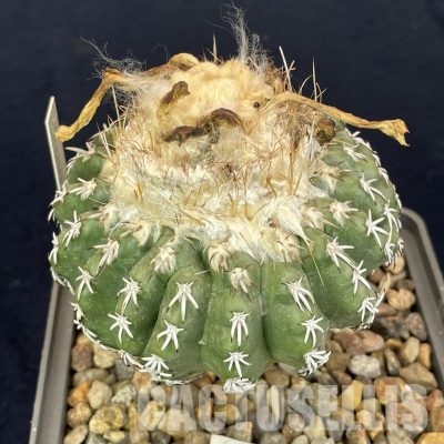 LOT1053 20 SEEDS/20 СЕМЕНА  Discocactus woutersianus , 2025