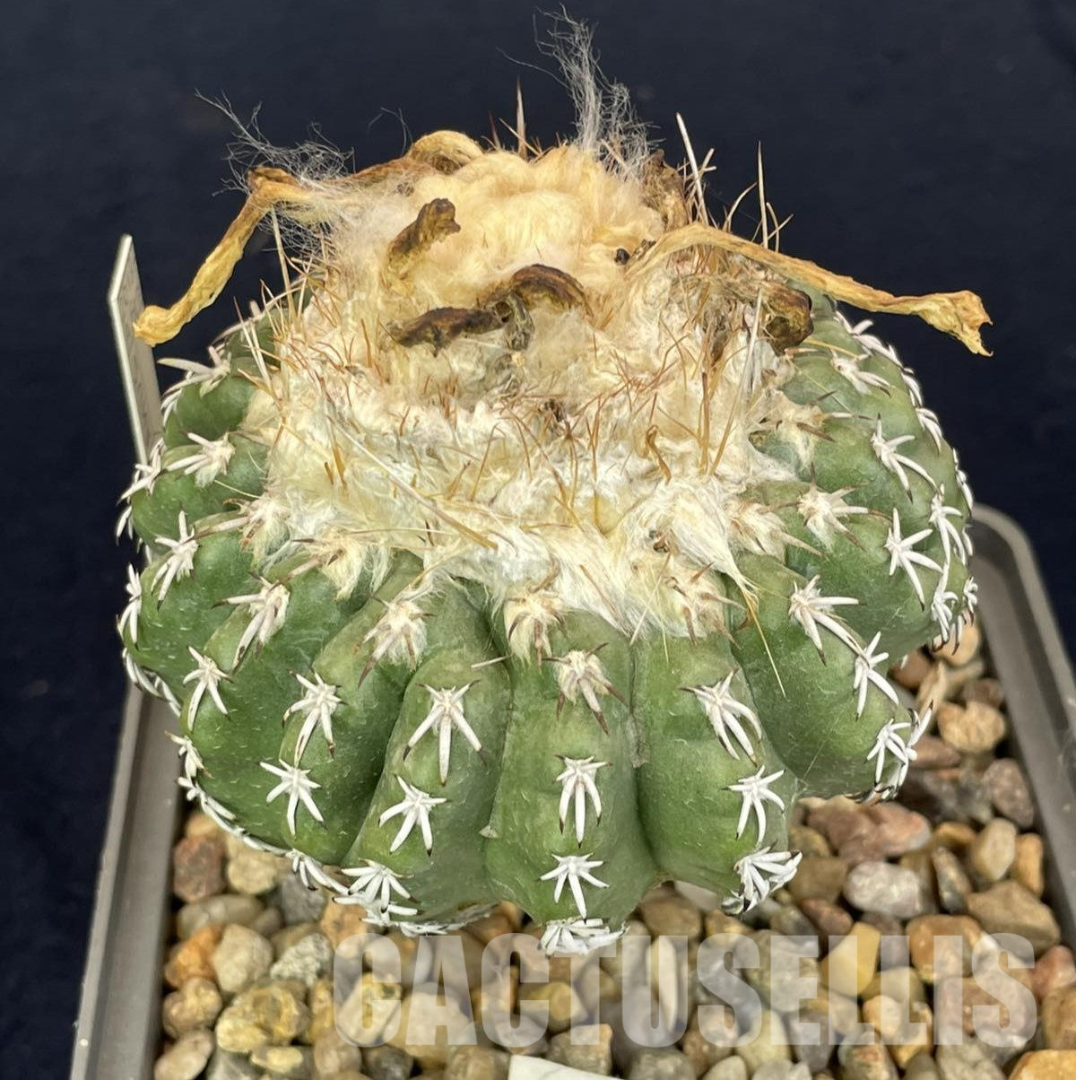 LOT1053 20 SEEDS/20 СЕМЕНА Discocactus woutersianus , 2025