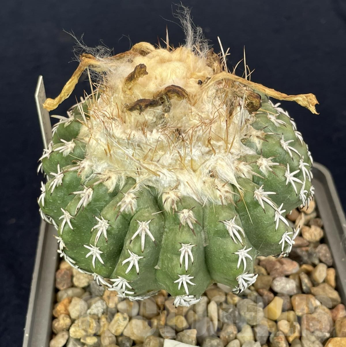 LOT819 50 SEEDS/50 СЕМЕНА Discocactus woutersianus, 2024