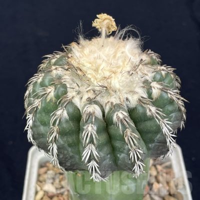 LOT820 50 SEEDS/50 СЕМЕНА  Discocactus woutersianus x Discocactus horstii F2, 2024