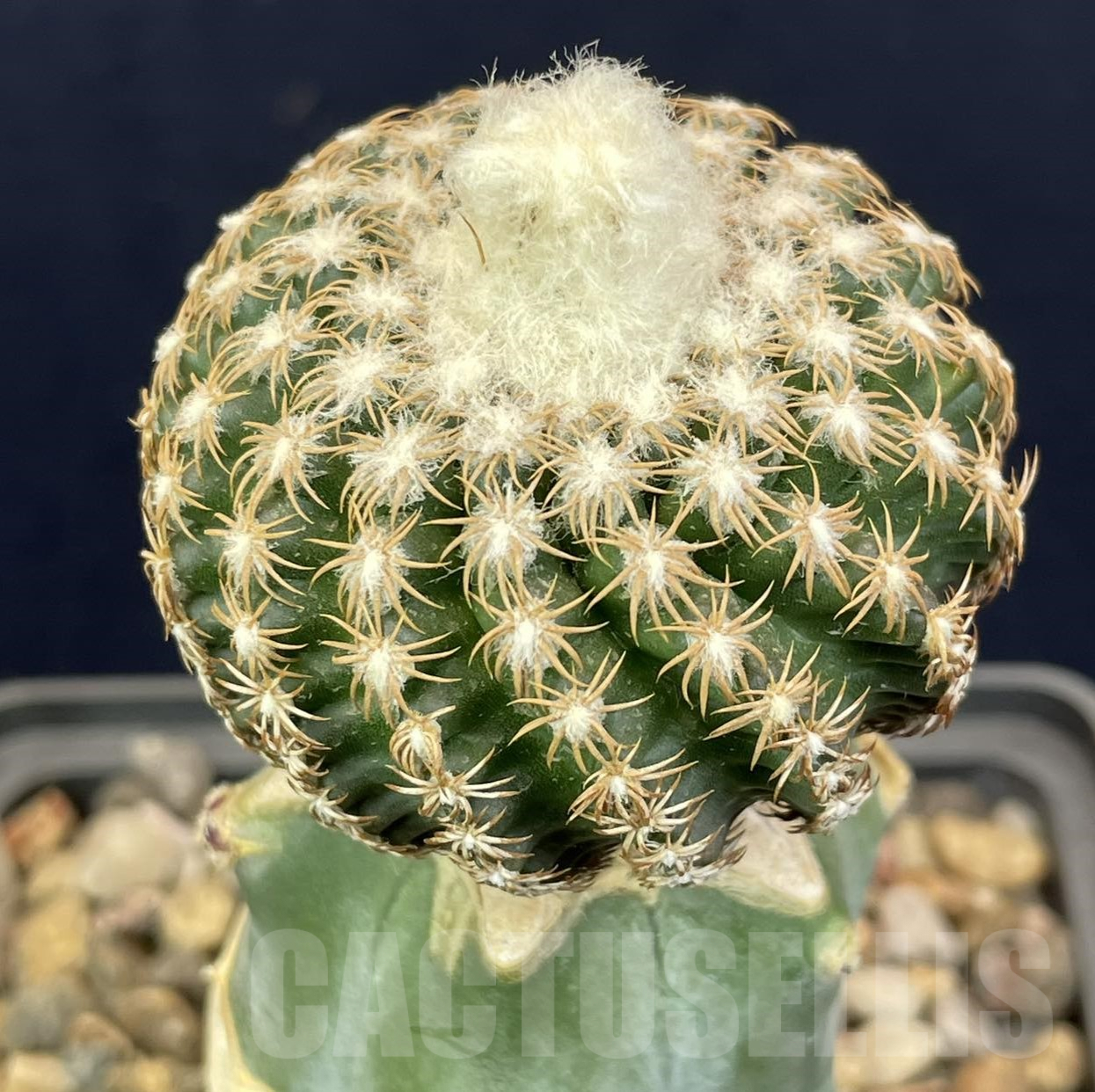 LOT821 50 SEEDS/50 СЕМЕНА Discocactus horstii x araneispinus F2, 2024 - Image 2