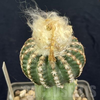LOT821 50 SEEDS/50 СЕМЕНА  Discocactus horstii x araneispinus F2, 2024