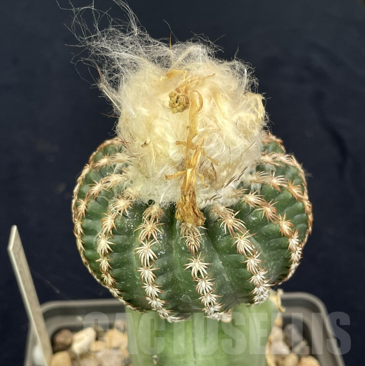 LOT821 50 SEEDS/50 СЕМЕНА Discocactus horstii x araneispinus F2, 2024
