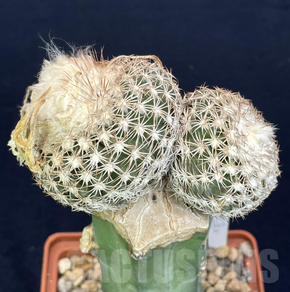 LOT822 50 SEEDS/50 СЕМЕНА Discocactus araneispinus x horstii, 2024 - Image 2