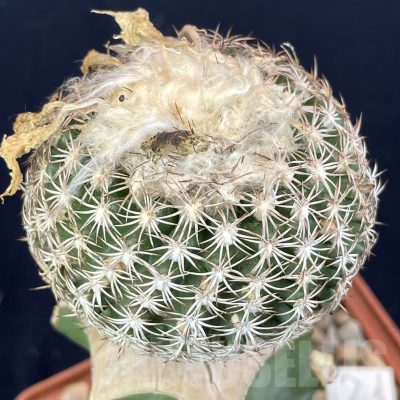 LOT822 50 SEEDS/50 СЕМЕНА  Discocactus araneispinus x horstii, 2024