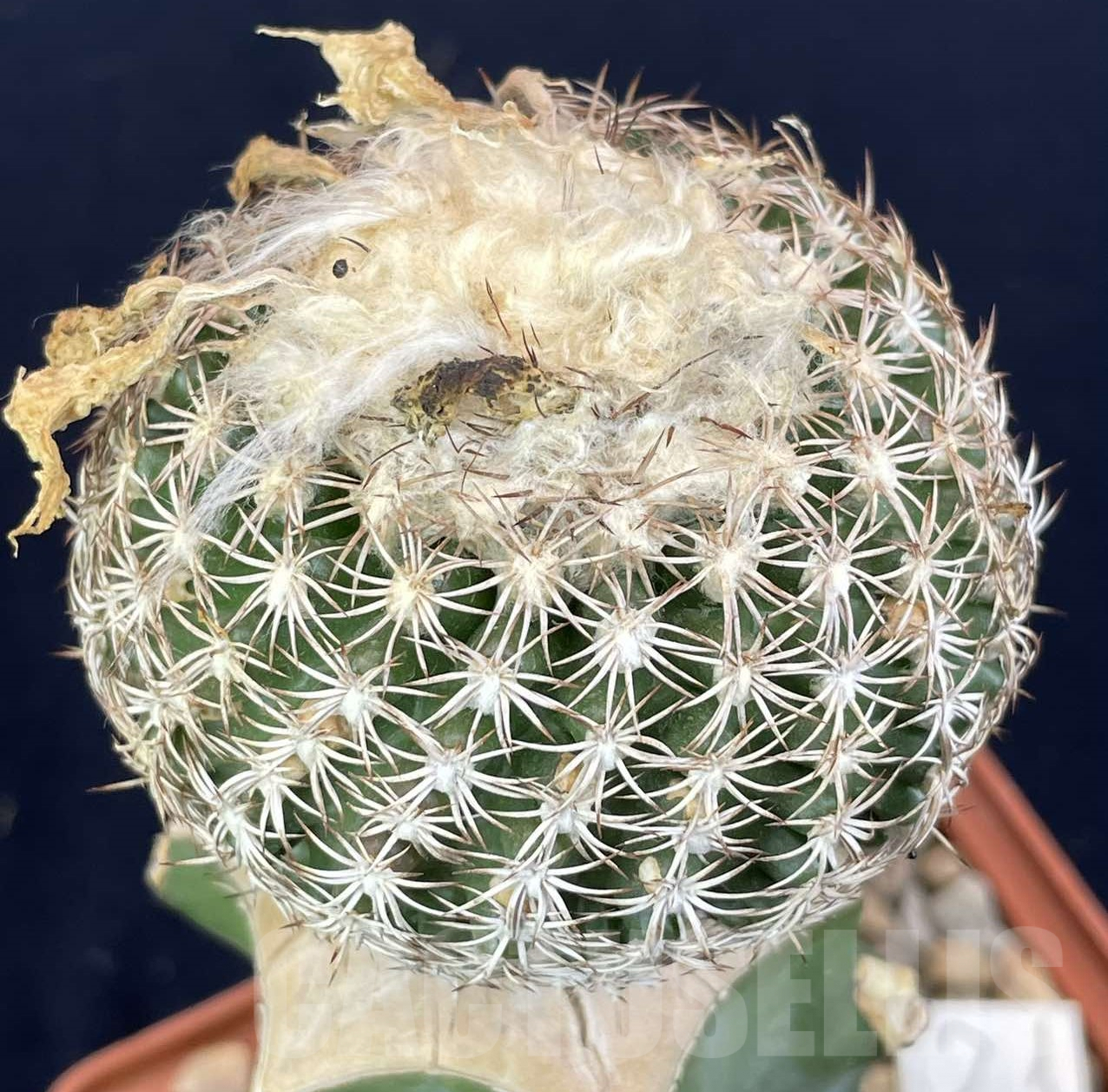 LOT822 50 SEEDS/50 СЕМЕНА Discocactus araneispinus x horstii, 2024