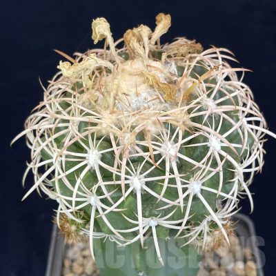 LOT823 50 SEEDS/50 СЕМЕНА  Discocactus petr-halferi MH725, 2024