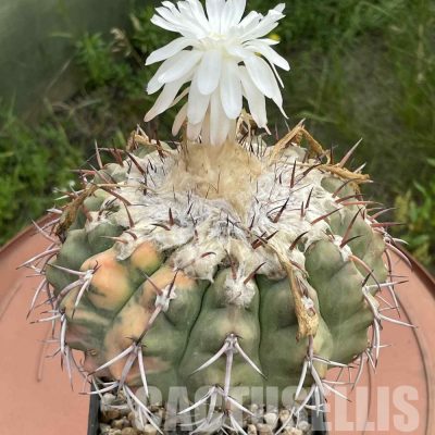 LOT824 10 SEEDS/10 СЕМЕНА  Discocactus chrystalophylus f. variagata HU582, 2025