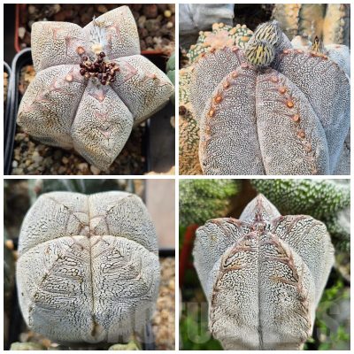 LOT847 10SEEDS/10 СЕМЕНА  Astrophytum myriostigma ‘Onzuka’ V-TYPE 2025