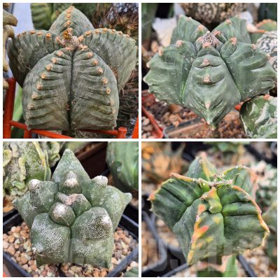 LOT848 10SEEDS/10 СЕМЕНА Astrophytum myriostigma ‘Kikko’ 2025