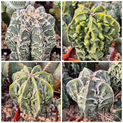 LOT851 10SEEDS/10 СЕМЕНА  Astrophytum myriostigma ‘Fukuryu’ 2025