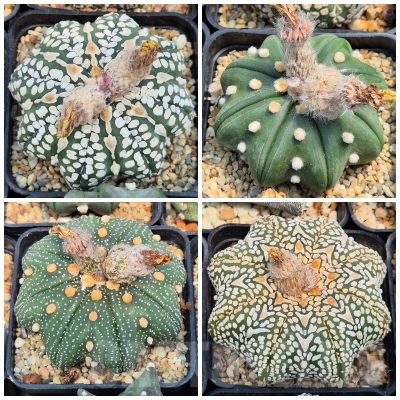 LOT852 10SEEDS Astrophytum asterias ‘Star Shape’ mix 2025