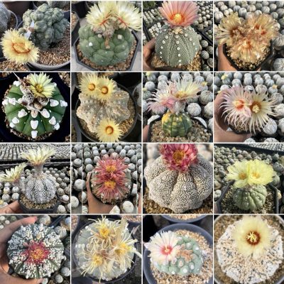 LOT853 100 SEEDS/100 СЕМЕНА  Astrophytum asterias hybrid mix -Tailand-   2026