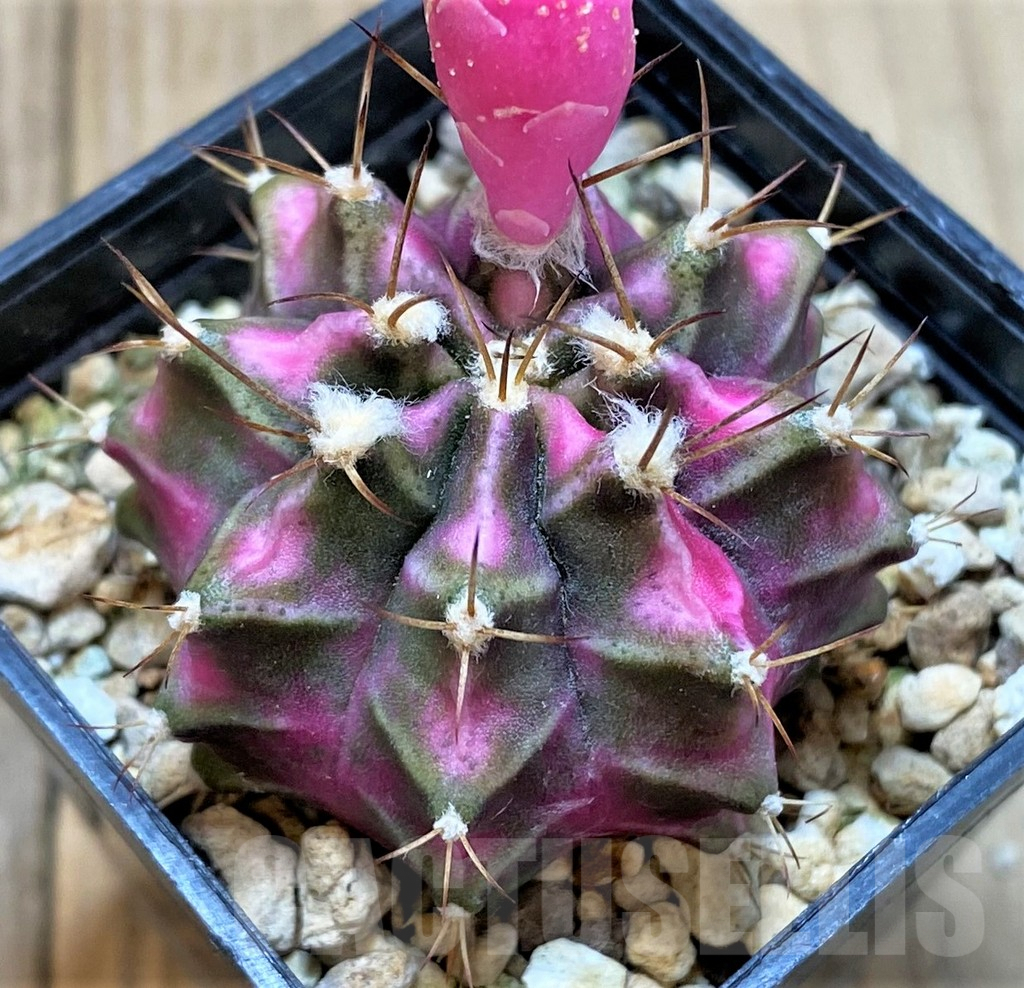 LOT855 20 seeds Gymnocalycium mihanovichii ‘Pink Diamond’ , 2025