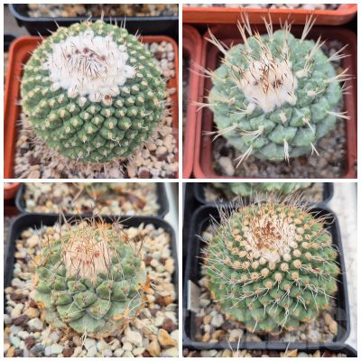 LOT861 20SEEDS Strombocactus disciformis, 2025