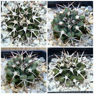 LOT865 20SEEDS Gymnocalycium delaetii, 2025