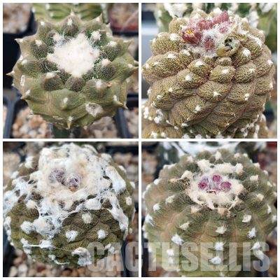 LOT866 10 SEEDS/10 СЕМЕНА Copiapoa hypogaea 'Lizard Skin' 2025