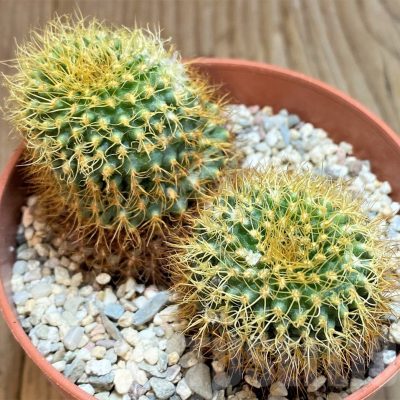 LOT868 20 SEEDS Frailea magnifica v.curvispina 2024