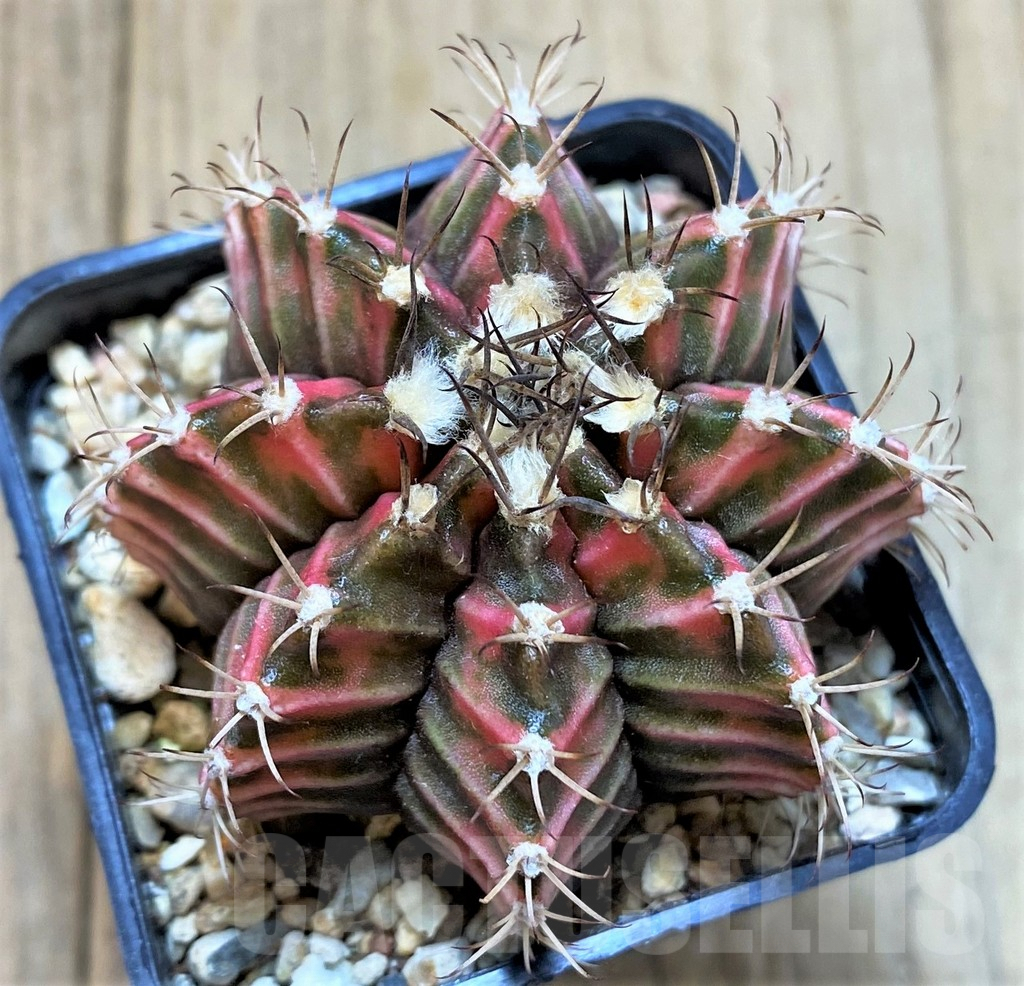 LOT879 10 SEEDS Gymnocalycium mihanovichii f.variegata NE77, 2024