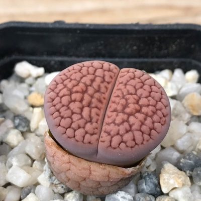 LOT88 20 SEEDS Lithops hookeri v. lutea, Harvest 2024