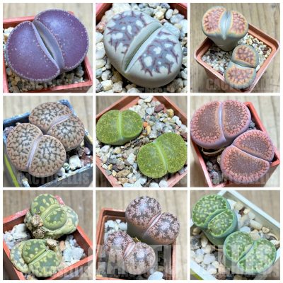 LOT880  100 SEEDS/100 СЕМЕНА  Lithops mix, harvest 2025