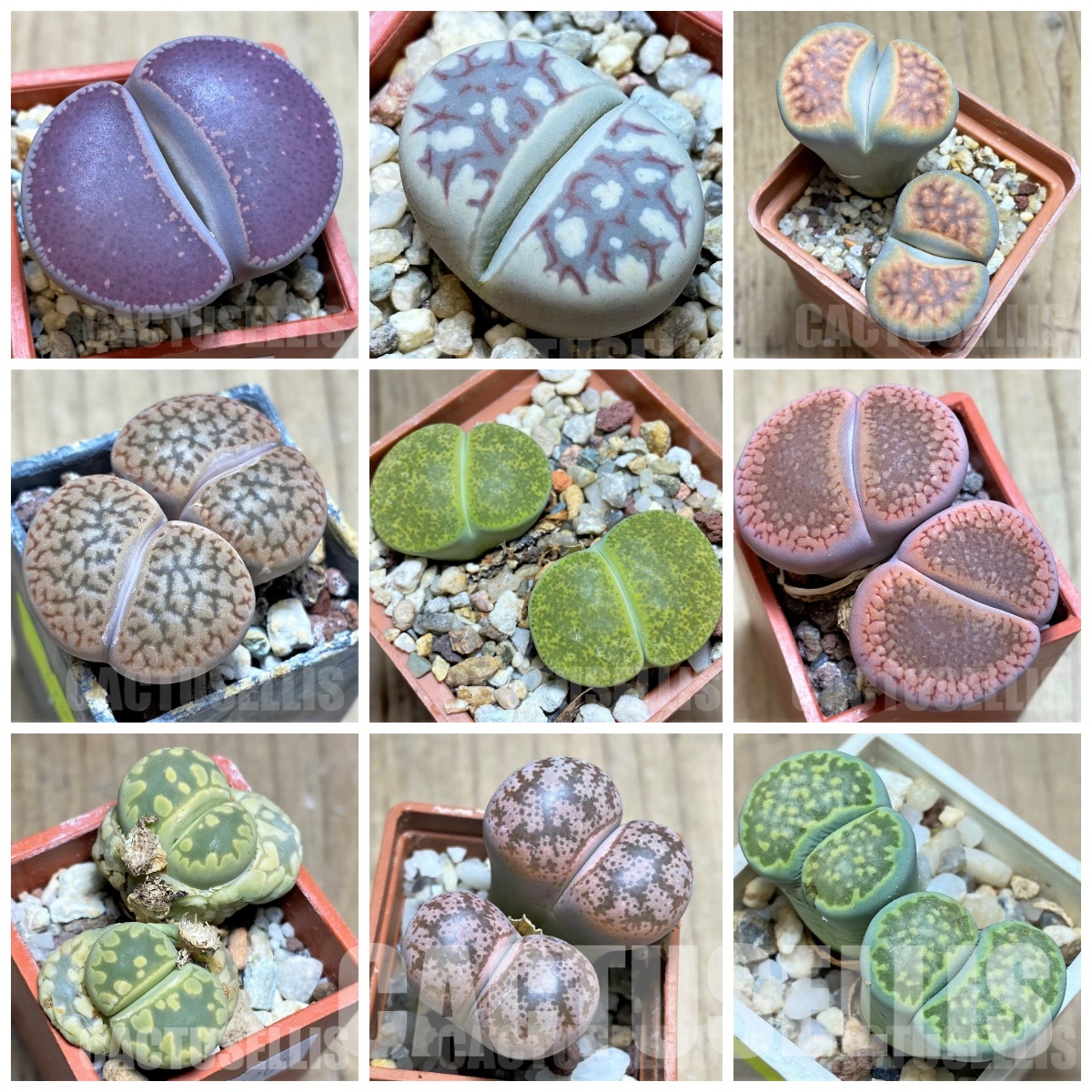 LOT880 100 SEEDS/100 СЕМЕНА Lithops mix, harvest 2025