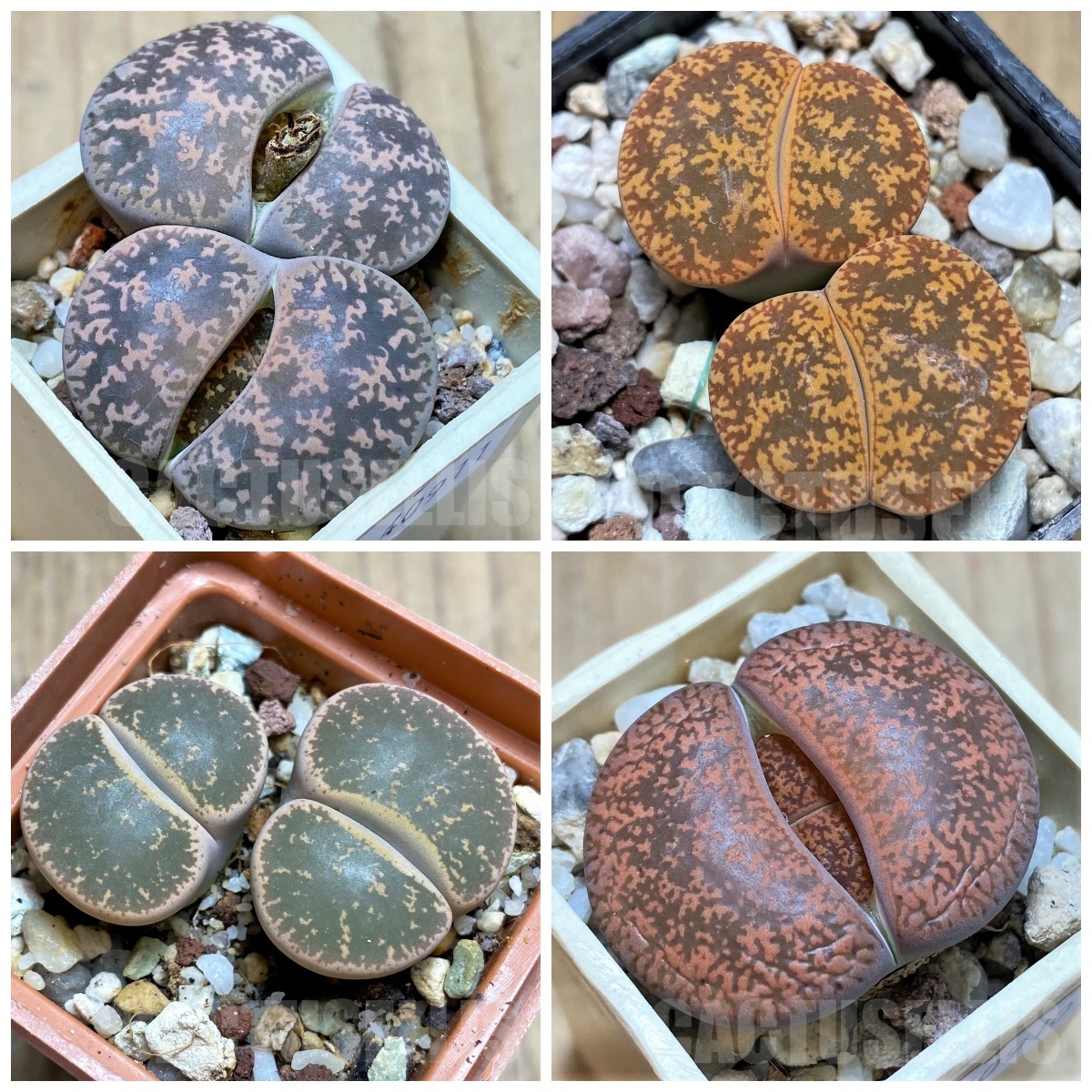 LOT881 50 SEEDS/50 СЕМЕНА Lithops lesliei, harvest 2024