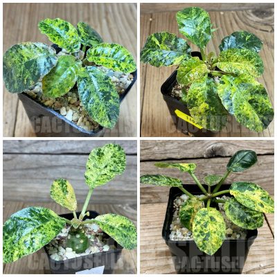 LOT894 5 SEEDS/5 СЕМЕНА Dorstenia foetida f. variegata harvest 2026