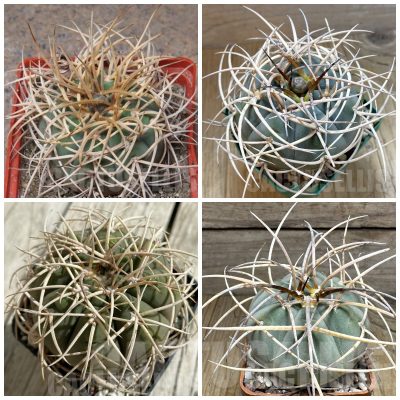LOT897 20 SEEDS Gymnocalycium cardenasianum MIX 2025