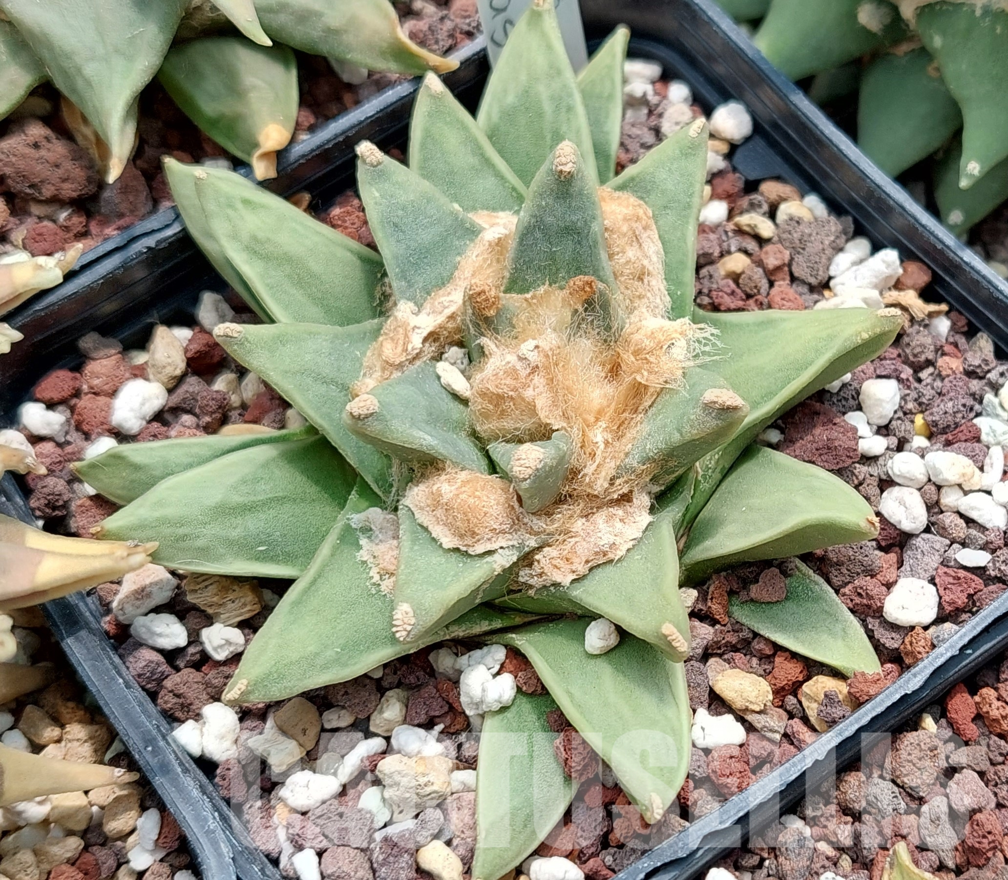 LOT898 20 SEEDS Ariocarpus retusus LH453 Las Tablas, 2025year
