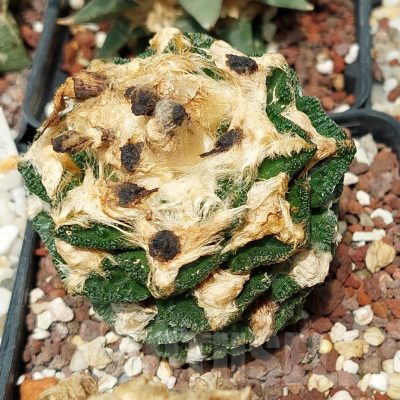 LOT899 10 SEEDS/10 СЕМЕНА  Ariocarpus hintonii  2025year