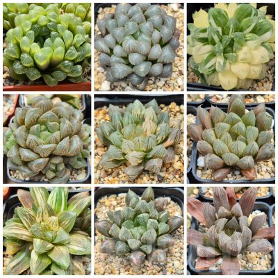 LOT906 10 SEEDS Haworthia cooperi v.dielsiana x obtusa mix 2025