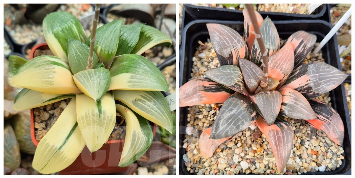 LOT908 Haworthia springbokvlakensis hybr. x bayeri f.variegata 10 SEEDS 2025