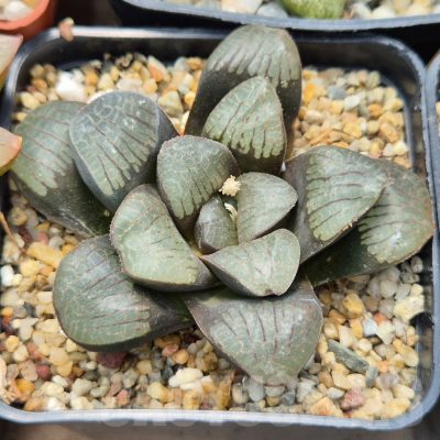 LOT910 10SEEDS/10 СЕМЕНА Haworthia  springbokvlakensis  2025