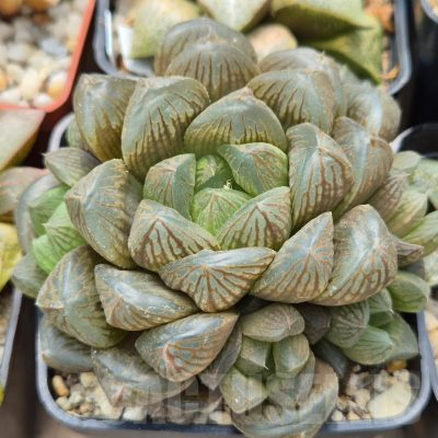 LOT912 10SEEDS Haworthia obtusa hybrid -Japan- 2025