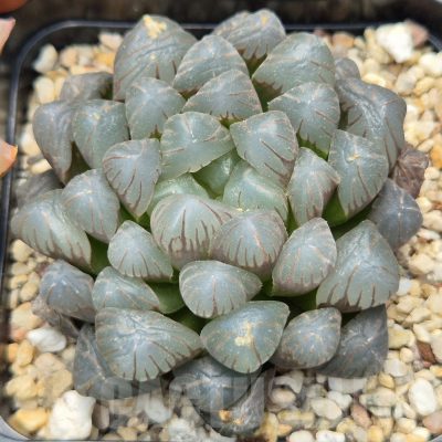 LOT913 10SEEDS/10 СЕМЕНА  Haworthia obtusa ‘Big OB’  2025
