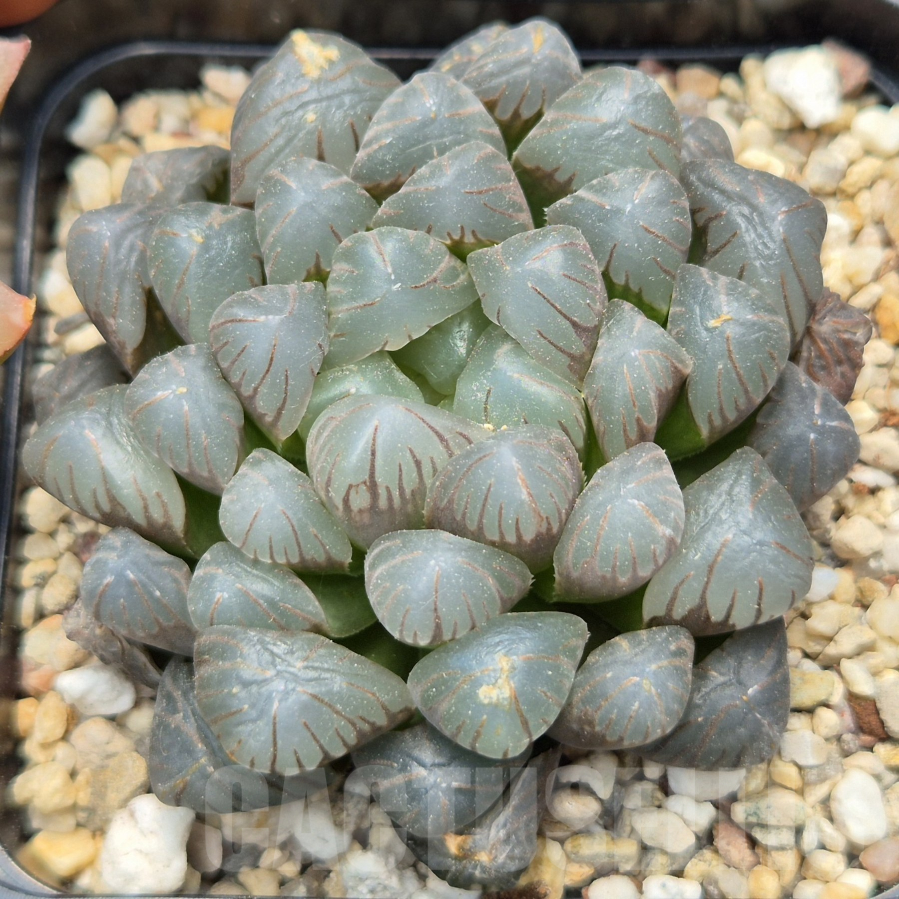 LOT913 10SEEDS/10 СЕМЕНА Haworthia obtusa ‘Big OB’ 2025