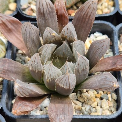 LOT919 10SEEDS Haworthia 'Black obtusa' sp  2025