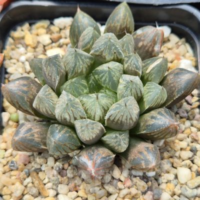 LOT914 10SEEDS  Haworthia 'Mirror Ball' hybrid  2025