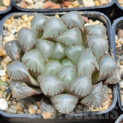 LOT915 10SEEDS Haworthia obtusa 'Purple Dodson'  2025