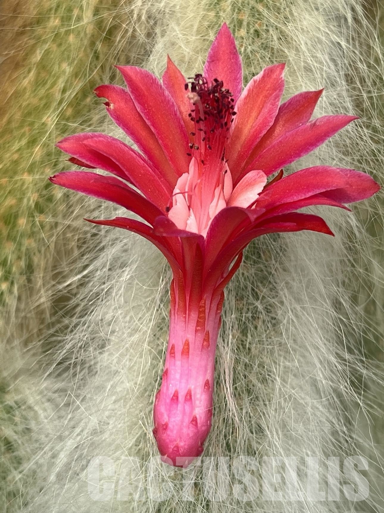 LOT92 50 SEEDS Hildewintera colademononis 2024