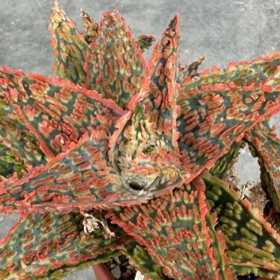 LOT923  20SEEDS Aloe EN67 harvest 2025