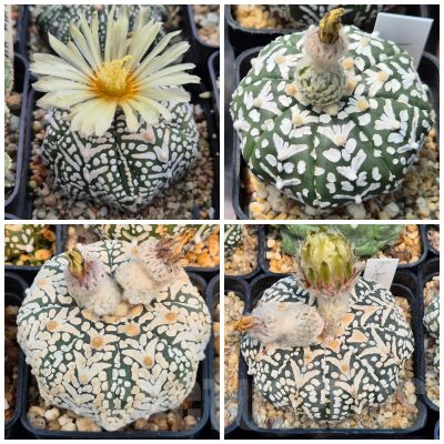 LOT926 10SEEDS/10 СЕМЕНА Astrophytum asterias 'SK V-type' mix  2026