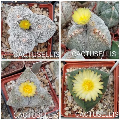 LOT927 10 SEEDS/10 СЕМЕНА  Astrophytum myriostigma v.tricostatum 2025