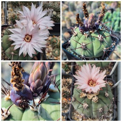 LOT928 10 SEEDS/10 СЕМЕНА Gymnocalycium cabreraense VOS 2122 harvest 2025