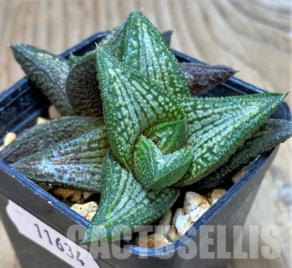 LOT930 10SEEDS Haworthia koelmaniorum hybrid mix 2025 - Image 9