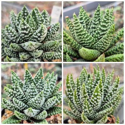 LOT939 20 SEEDS/20 СЕМЕНА  Haworthia pumila ‘Donut’, compact form 2025