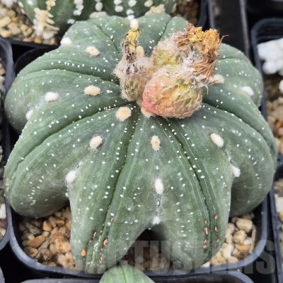 LOT940 10 SEEDS/10 СЕМЕНА  Astrophytum asterias 'Star Shape’ f.nudum 2026