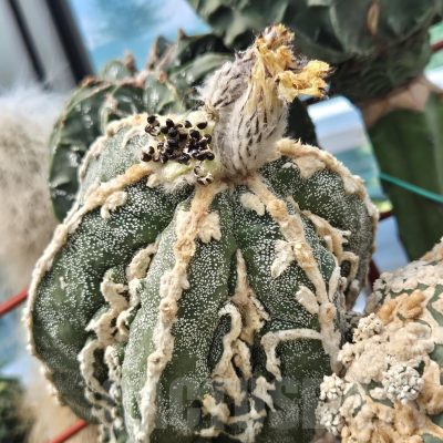 LOT941 10 SEEDS/10 СЕМЕНА Astrophytum myriostigma 'Fukuryu' 2026