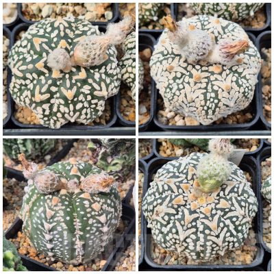 LOT942 10 SEEDS/10 СЕМЕНА Astrophytum asterias ‘Super Kabuto’ V-type f.nudum 2026